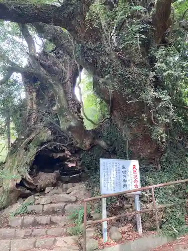 大山祇神社の自然