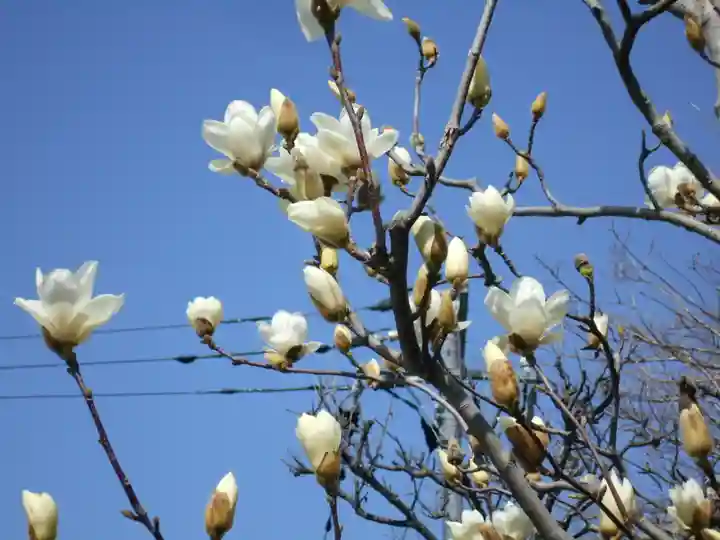 来迎寺(材木座)の自然