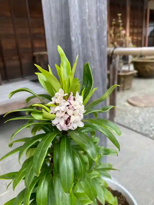 妙蓮寺(神奈川県)