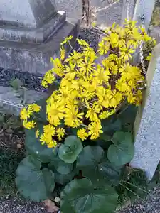 沙沙貴神社の自然(2021年11月12日(金) 10時17分35秒投稿)