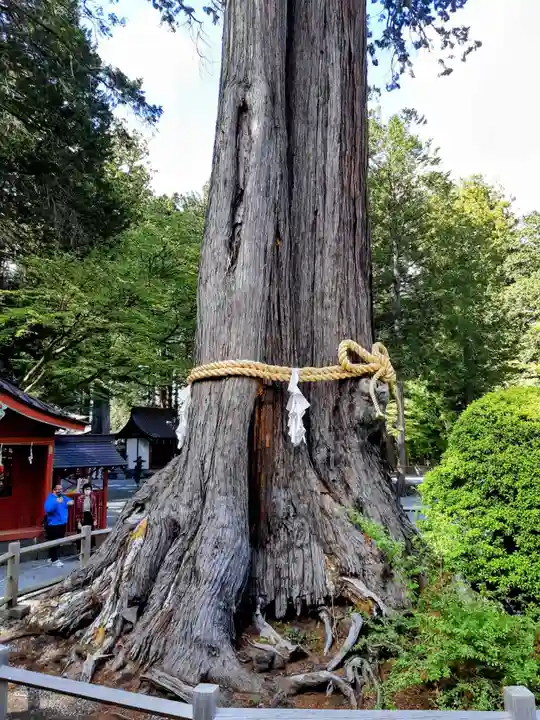 北口本宮冨士浅間神社の自然
