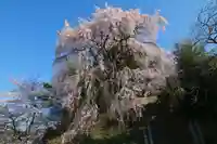 熊野神社の自然