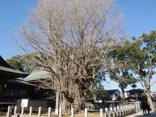 葛飾八幡宮の自然
