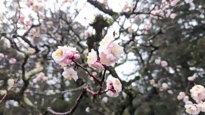 長岡天満宮(京都府)