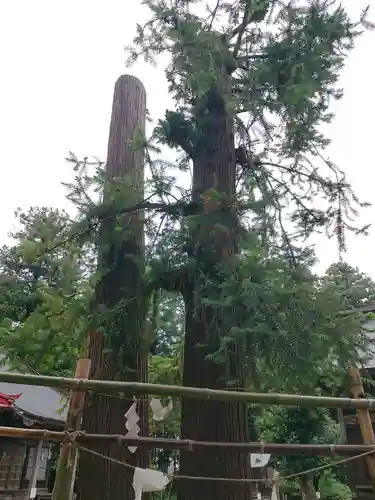 長沼八幡宮の自然