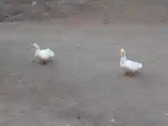 平塚八幡宮の動物