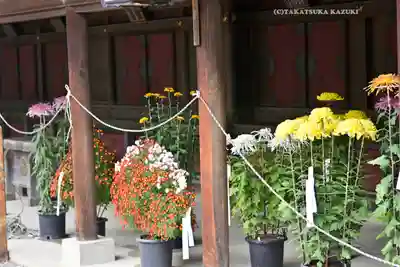 秩父神社(埼玉県)