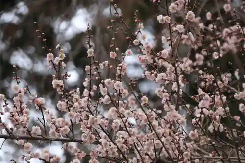 阿久津「田村神社」（郡山市阿久津町）旧社名：伊豆箱根三嶋三社の自然