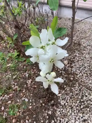 富部神社の自然