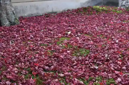 廬山寺（廬山天台講寺）(京都府)