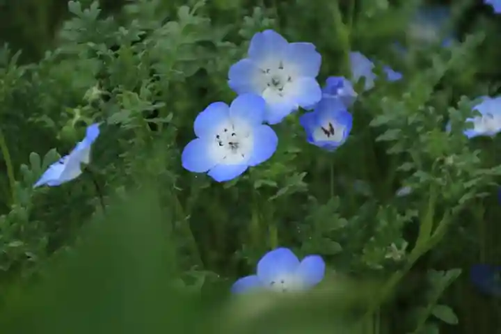 大鏑神社の自然