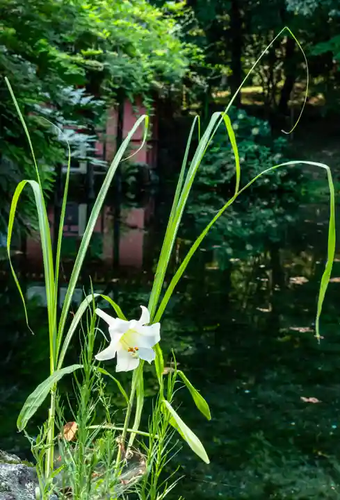 富士山本宮浅間大社(静岡県)