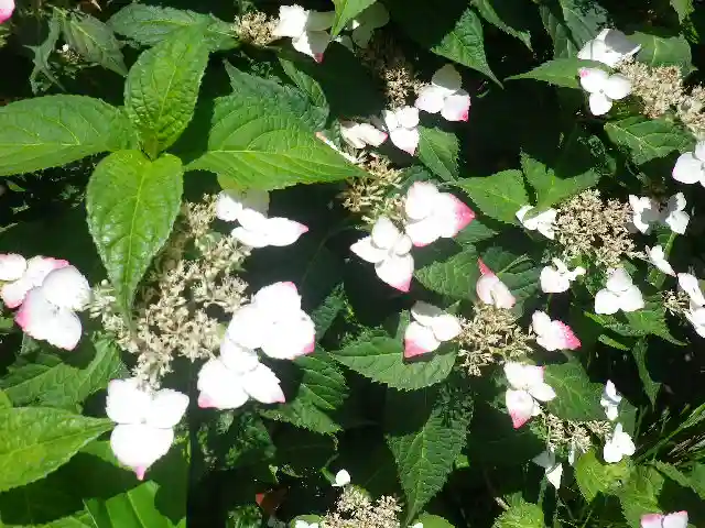 葛原岡神社の自然