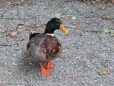 平塚八幡宮(神奈川県)
