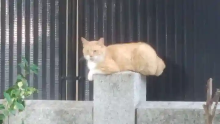 御園神社の動物