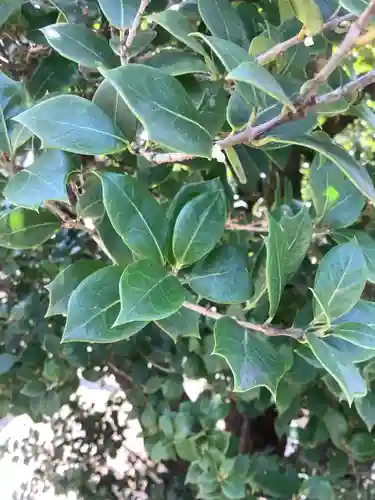 太閤山常泉寺の自然