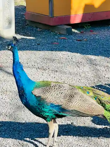 楽法寺（雨引観音）の{uncategorized: "未分類", other: "その他", undefined: "問題あり", building: "その他建物", grave: "お墓", sacred_gate: "鳥居", guardian: "狛犬", statue: "像", buddha: "仏像", history: "歴史", nature: "自然", garden: "庭園", animal: "動物", pagoda: "塔", temizu: "手水舎", mountain_gate: "山門・神門", sanctuary: "本殿・本堂", subordinate: "末社・摂社", art: "芸術", scenery: "景色", jizo: "地蔵", ema: "絵馬", goshuin: "御朱印", omikuji: "おみくじ", items: "授与品その他", amulet: "お守り", goshuincho: "御朱印帳", eats: "食事", festival: "お祭り", votive_dance: "神楽", shichigosan: "七五三参", wedding: "結婚式", experience: "体験その他", initially: "初詣", around: "周辺", anti_infection: "感染症対策"}