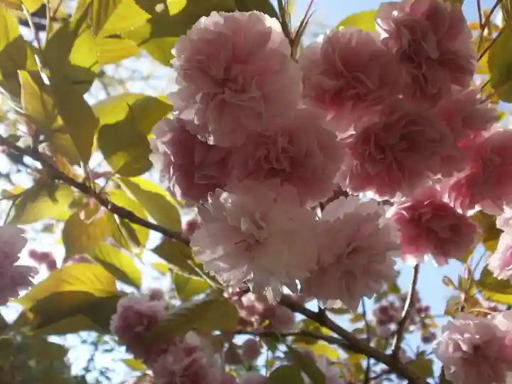 宝満宮竈門神社の自然