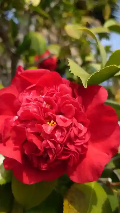 金泉寺の{uncategorized: "未分類", other: "その他", undefined: "問題あり", building: "その他建物", grave: "お墓", sacred_gate: "鳥居", guardian: "狛犬", statue: "像", buddha: "仏像", history: "歴史", nature: "自然", garden: "庭園", animal: "動物", pagoda: "塔", temizu: "手水舎", mountain_gate: "山門・神門", sanctuary: "本殿・本堂", subordinate: "末社・摂社", art: "芸術", scenery: "景色", jizo: "地蔵", ema: "絵馬", goshuin: "御朱印", omikuji: "おみくじ", items: "授与品その他", amulet: "お守り", goshuincho: "御朱印帳", eats: "食事", festival: "お祭り", votive_dance: "神楽", shichigosan: "七五三参", wedding: "結婚式", experience: "体験その他", initially: "初詣", around: "周辺", anti_infection: "感染症対策"}