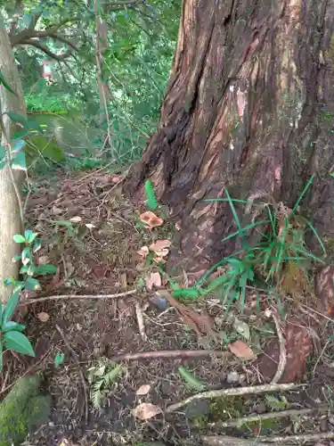 富士山本宮浅間大社の自然