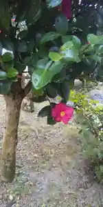 大鏑神社の自然(2020年03月10日(火) 16時38分58秒投稿)