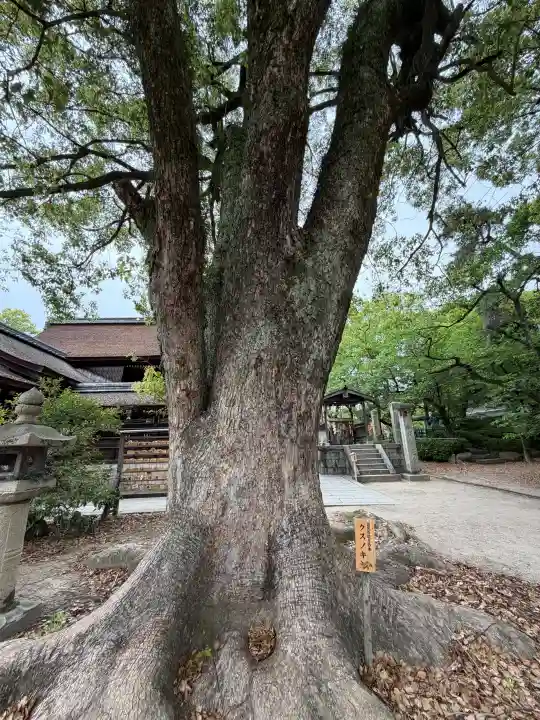藤森神社の{uncategorized: "未分類", other: "その他", undefined: "問題あり", building: "その他建物", grave: "お墓", sacred_gate: "鳥居", guardian: "狛犬", statue: "像", buddha: "仏像", history: "歴史", nature: "自然", garden: "庭園", animal: "動物", pagoda: "塔", temizu: "手水舎", mountain_gate: "山門・神門", sanctuary: "本殿・本堂", subordinate: "末社・摂社", art: "芸術", scenery: "景色", jizo: "地蔵", ema: "絵馬", goshuin: "御朱印", omikuji: "おみくじ", items: "授与品その他", amulet: "お守り", goshuincho: "御朱印帳", eats: "食事", festival: "お祭り", votive_dance: "神楽", shichigosan: "七五三参", wedding: "結婚式", experience: "体験その他", initially: "初詣", around: "周辺", anti_infection: "感染症対策"}