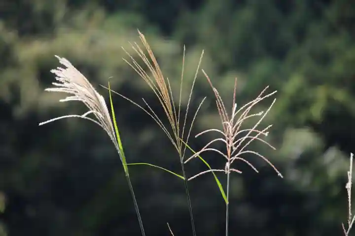 高司神社〜むすびの神の鎮まる社〜の自然