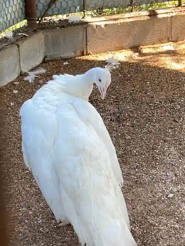 進雄神社(群馬県)
