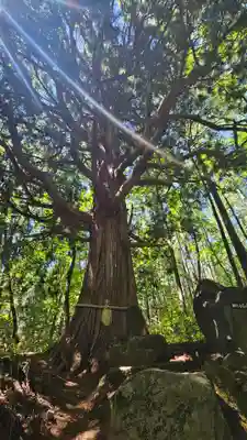 戸隠神社火之御子社(長野県)