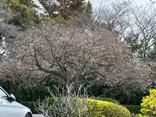 櫻木神社(千葉県)