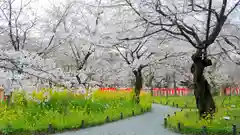 平野神社の自然