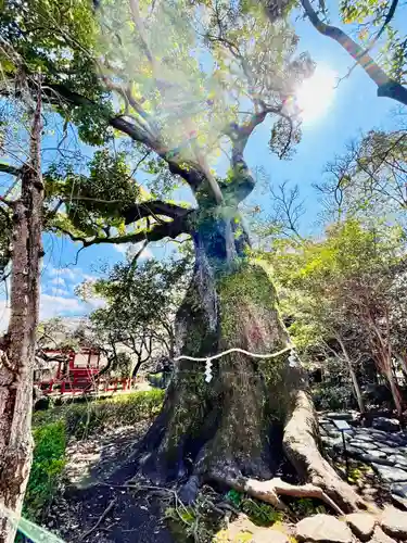 三嶋大社(静岡県)