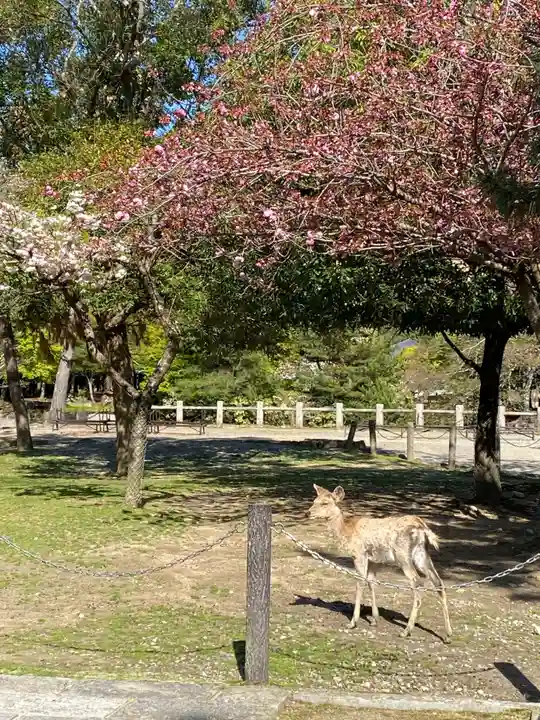 春日大社の動物