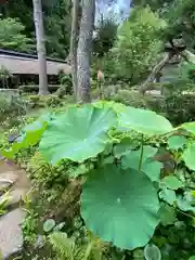 大雄寺の自然