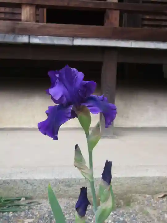 得浄明院(善光寺別院)の自然