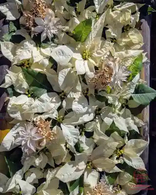 立志神社(滋賀県)