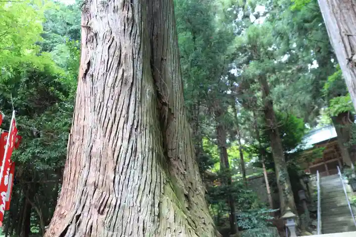 鹿島大神宮の自然