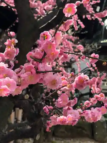大阪天満宮の自然