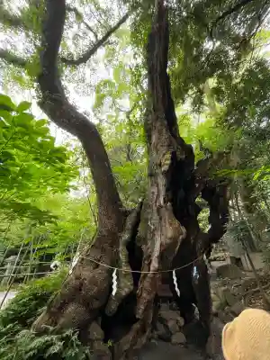 來宮神社(静岡県)