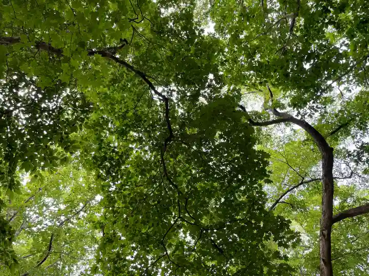 千歳神社の自然