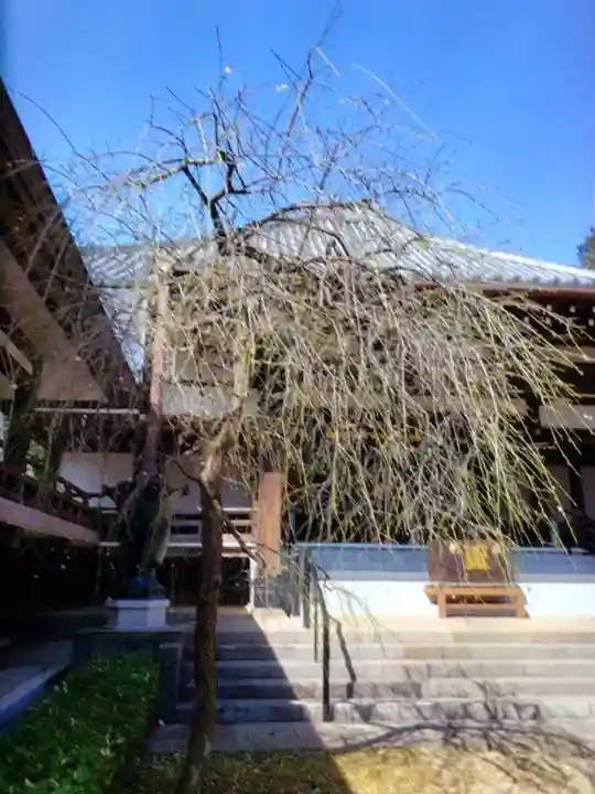 妙法寺(東京都)