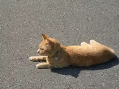 御誕生寺（猫寺）の動物