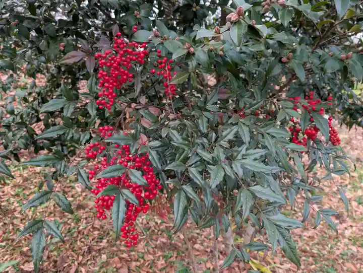 阿久津「田村神社」(郡山市阿久津町)旧社名:伊豆箱根三嶋三社(福島県)