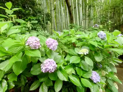 報国寺(神奈川県)