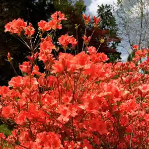 豊景神社の自然(2020年05月01日(金) 06時26分04秒投稿)