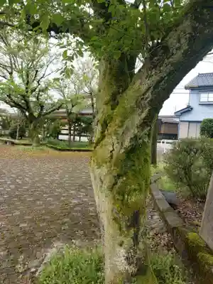伊勢領神社の自然