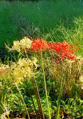 妙法寺(東京都)