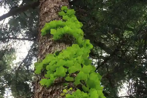 鹿島大神宮の自然