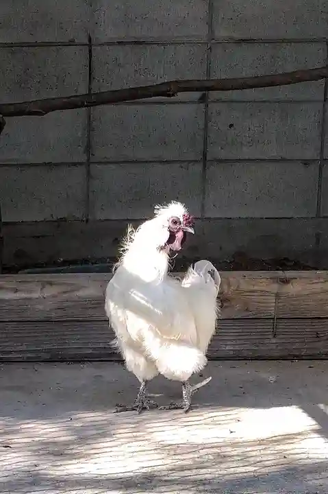 阿智神社の動物