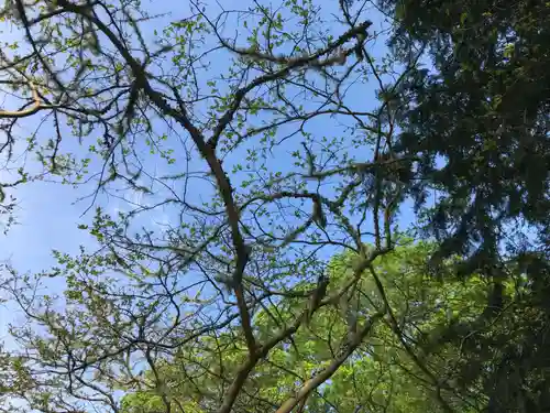 高藤山　妙勝寺の自然